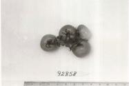 Click for 1 image(s) for this accession. FRUIT